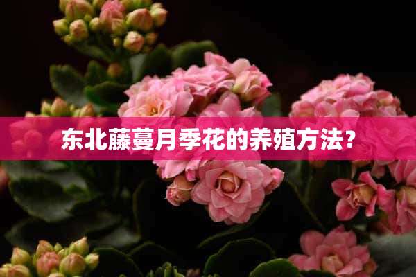 东北藤蔓月季花的养殖方法？