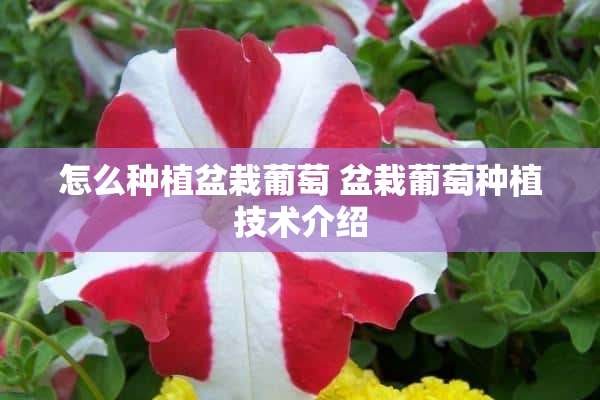 怎么种植盆栽葡萄 盆栽葡萄种植技术介绍