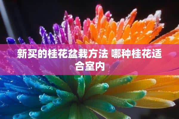 新买的桂花盆栽方法 哪种桂花适合室内