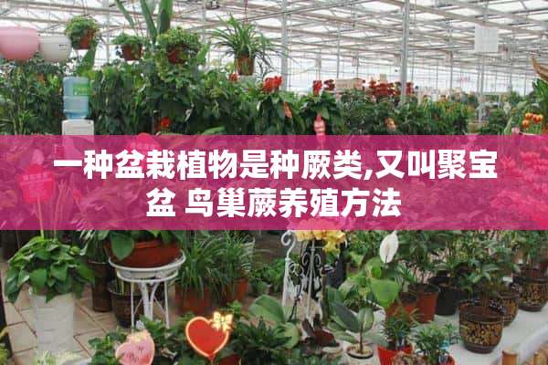 一种盆栽植物是种厥类,又叫聚宝盆 鸟巢蕨养殖方法