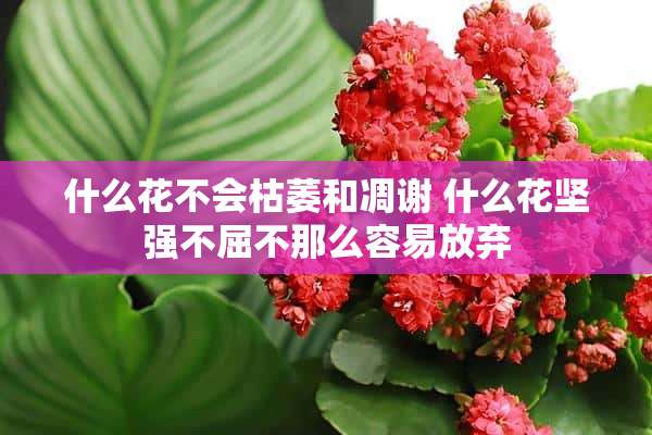 什么花不会枯萎和凋谢 什么花坚强不屈不那么容易放弃