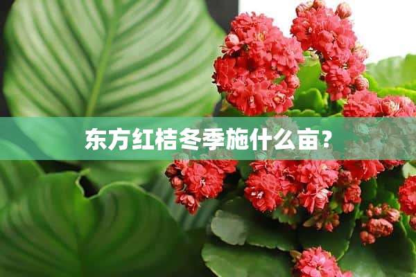 东方红桔冬季施什么亩？