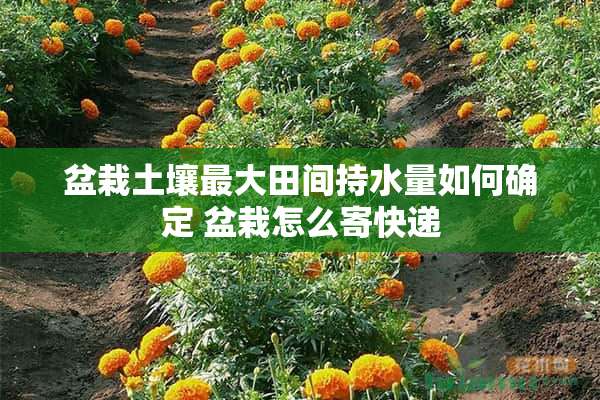 盆栽土壤最大田间持水量如何确定 盆栽怎么寄快递