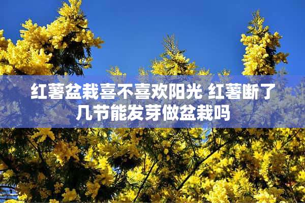 红薯盆栽喜不喜欢阳光 红薯断了几节能发芽做盆栽吗