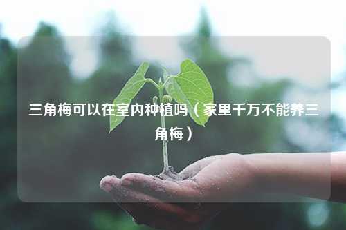 三角梅可以在室内种植吗（家里千万不能养三角梅）