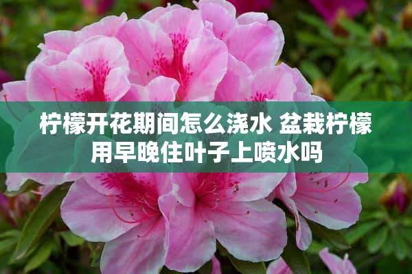 柠檬开花期间怎么浇水 盆栽柠檬用早晚住叶子上喷水吗