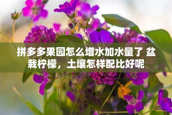 拼多多果园怎么增水加水量了 盆栽柠檬，土壤怎样配比好呢