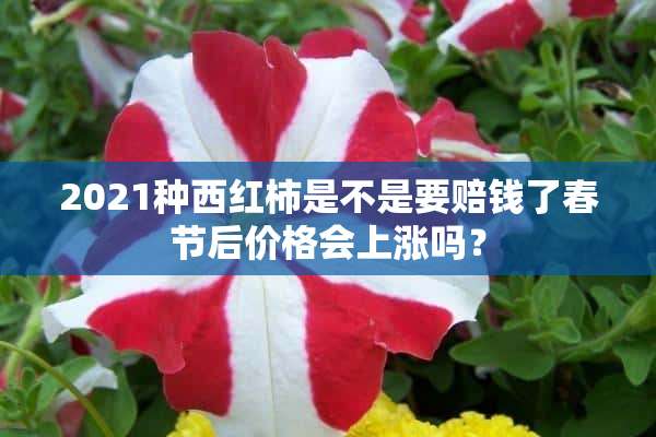 2021种西红柿是不是要赔钱了春节后价格会上涨吗？