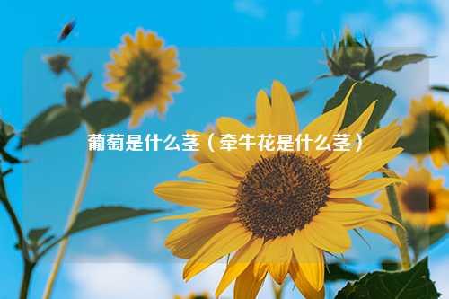 葡萄是什么茎（牵牛花是什么茎） 花卉