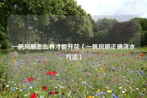 一帆风顺怎么养才能开花（一帆风顺正确浇水方法） 花卉