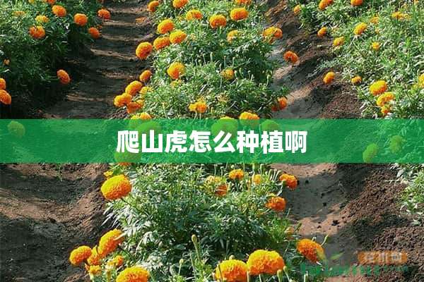 爬山虎怎么种植啊