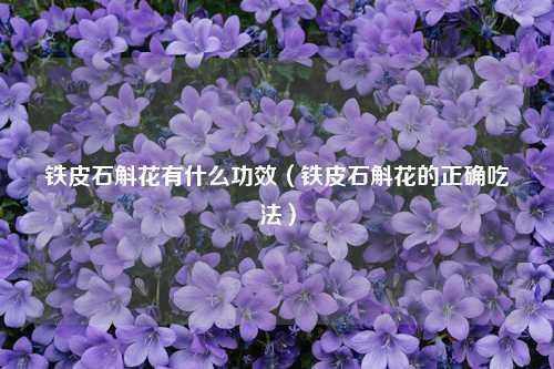 铁皮石斛花有什么功效（铁皮石斛花的正确吃法） 花卉