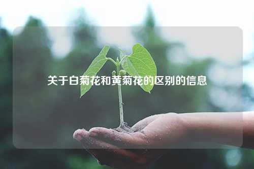 关于白菊花和黄菊花的区别的信息