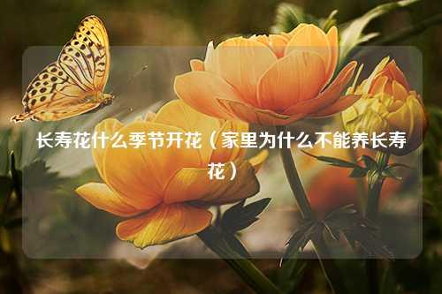 长寿花什么季节开花（家里为什么不能养长寿花）