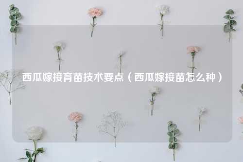 西瓜嫁接育苗技术要点（西瓜嫁接苗怎么种） 花卉