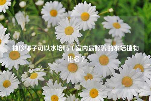 袖珍椰子可以水培吗（室内最好养的水培植物排名）