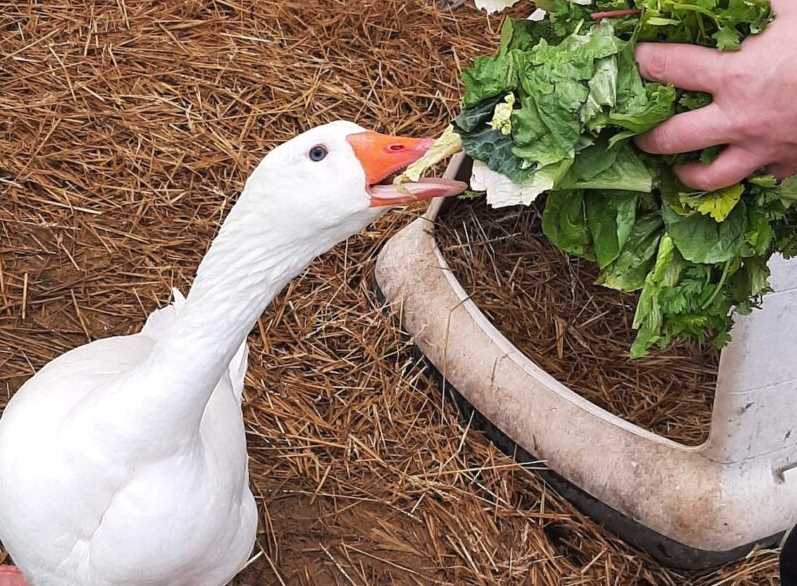 稗草加入鹅饲料有哪些好处?