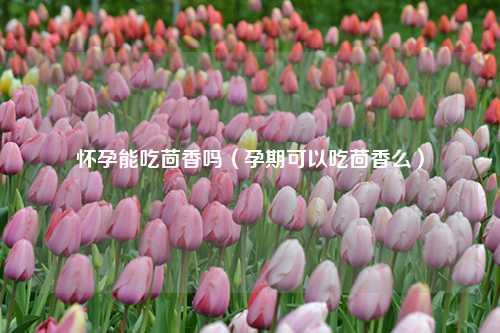 怀孕能吃茴香吗（孕期可以吃茴香么）