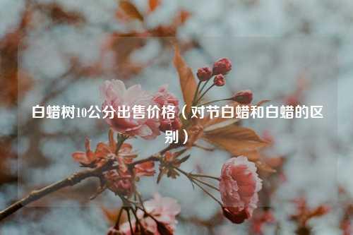 白蜡树10公分出售价格（对节白蜡和白蜡的区别） 花卉