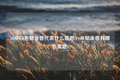 10朵白色郁金香代表什么意思