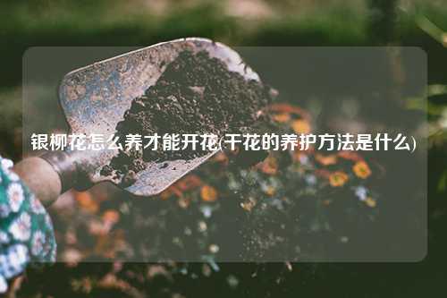 银柳花怎么养才能开花