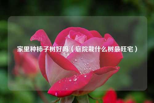 家里种柿子树好吗（庭院栽什么树最旺宅） 花卉