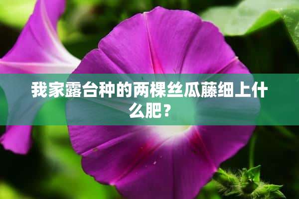 我家露台种的两棵丝瓜藤细上什么肥？