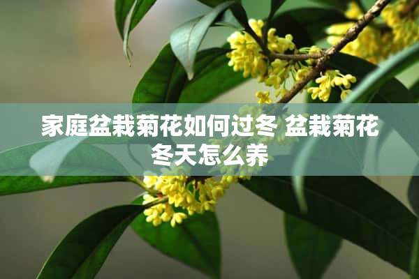 家庭盆栽菊花如何过冬 盆栽菊花冬天怎么养