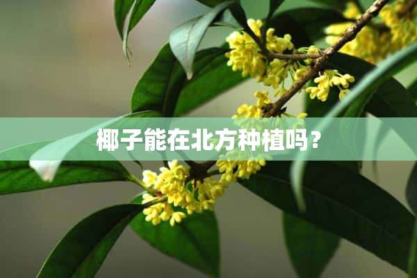 椰子能在北方种植吗？