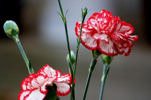 康乃馨的花期是几月份？康乃馨几月开花？