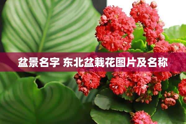 盆景名字 东北盆栽花图片及名称