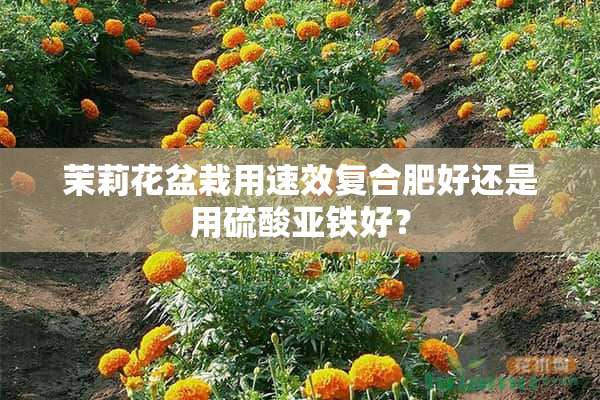 茉莉花盆栽用速效复合肥好还是用硫酸亚铁好？