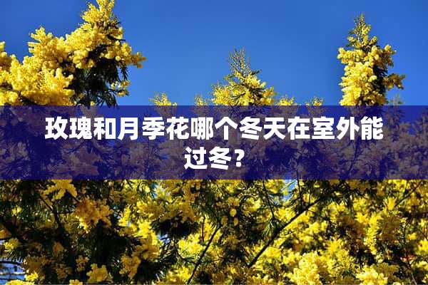 玫瑰和月季花哪个冬天在室外能过冬？