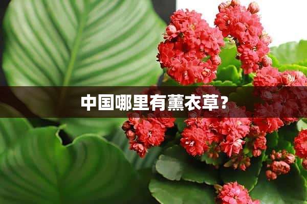 中国哪里有薰衣草？