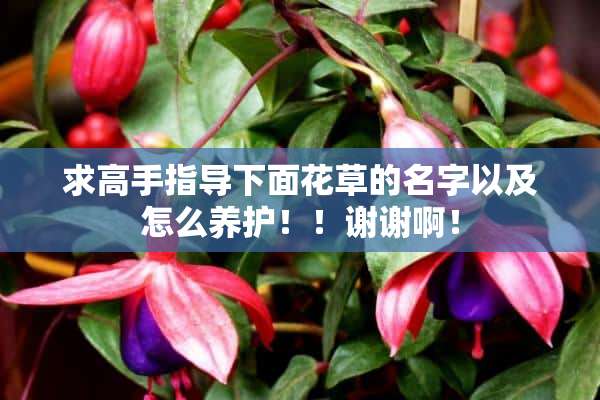 求高手指导下面花草的名字以及怎么养护！！谢谢啊！