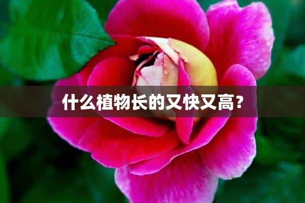 什么植物长的又快又高？