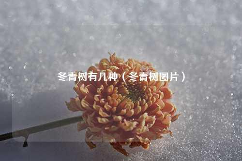 冬青树有几种（冬青树图片） 花卉