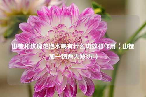 山楂和玫瑰花泡水喝有什么功效和作用（山楂加一物两天瘦8斤） 花卉