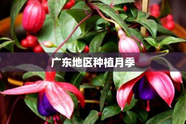 广东地区种植月季