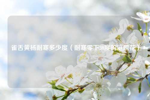 雀舌黄杨耐寒多少度（耐寒零下30度的庭院花） 花卉