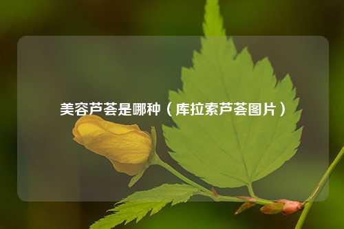 美容芦荟是哪种（库拉索芦荟图片）