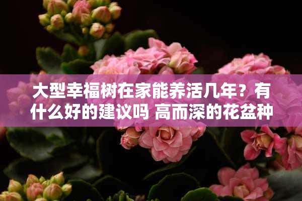 大型幸福树在家能养活几年？有什么好的建议吗 高而深的花盆种的幸福树一个多月盆土还是潮湿的上干下湿。正常吗？该注意什么