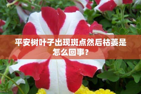 平安树叶子出现斑点然后枯萎是怎么回事？