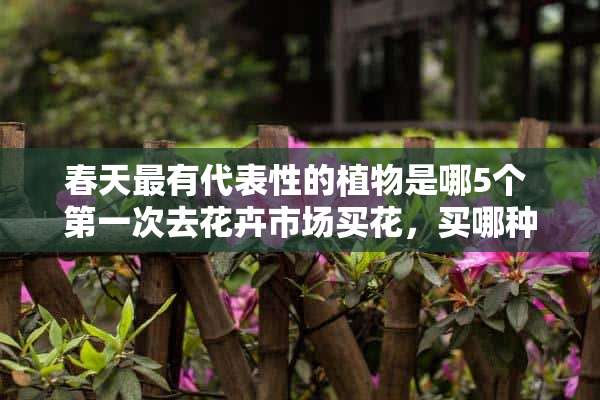 春天最有代表性的植物是哪5个 第一次去花卉市场买花，买哪种花比较好养活