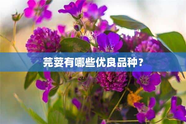 芫荽有哪些优良品种？