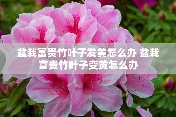 盆栽富贵竹叶子发黄怎么办 盆栽富贵竹叶子变黄怎么办