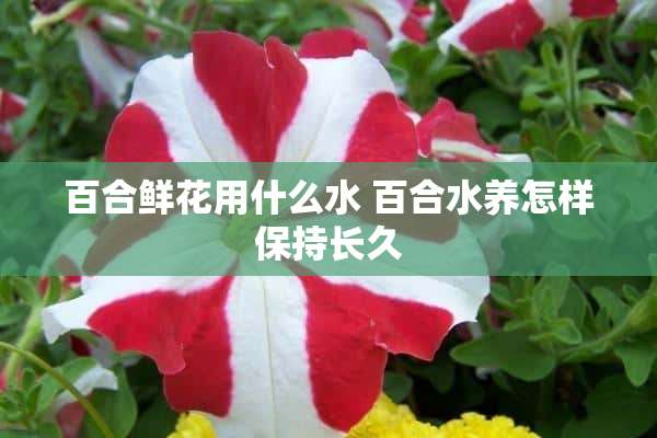 百合鲜花用什么水 百合水养怎样保持长久