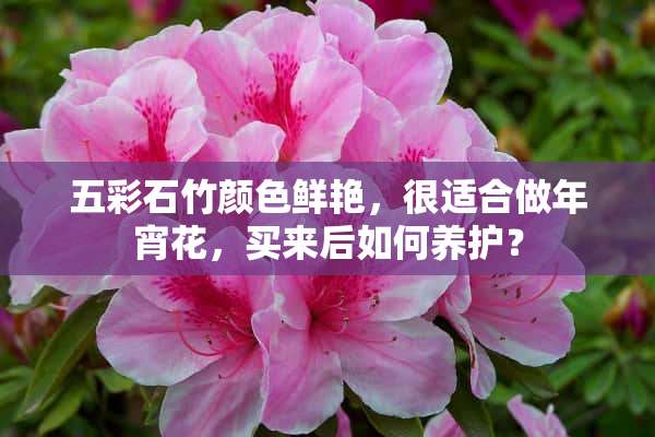 五彩石竹颜色鲜艳，很适合做年宵花，买来后如何养护？