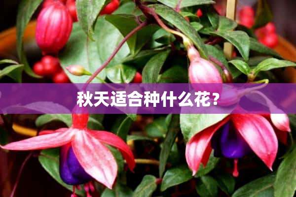 秋天适合种什么花？