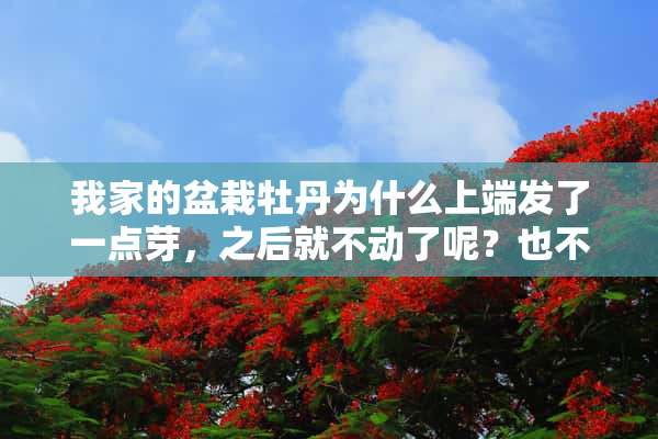 我家的盆栽牡丹为什么上端发了一点芽，之后就不动了呢？也不长了，这是什么情况呢？